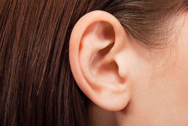 New discovery about the middle ear of humans evolved from fish gills Picture 1