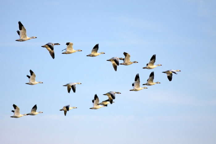 Picture 1 of New discovery about the migration habits of Australian birds