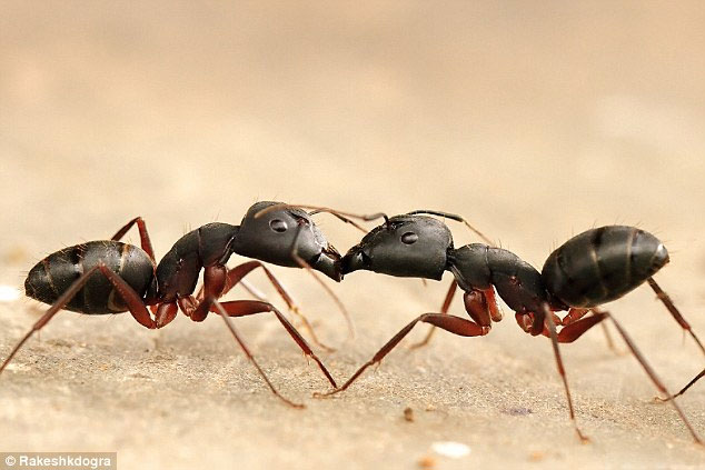 New discovery: Ants 'vomit' into each other's mouths to form social relations Picture 1