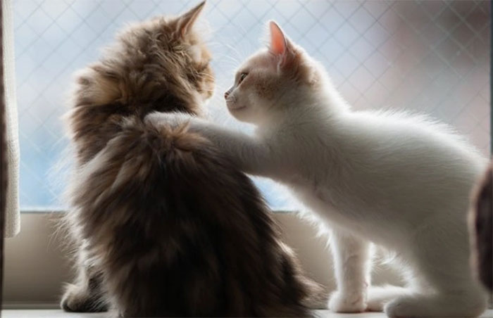Picture 1 of New discovery: Cats have the ability to 'eavesdrop' like humans