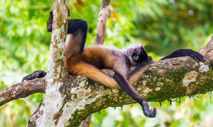 New discovery strengthens 'drunk monkey' hypothesis Picture 1