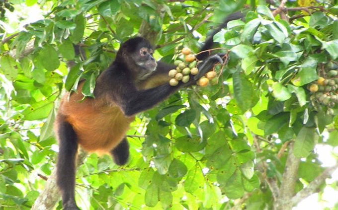 New discovery strengthens 'drunk monkey' hypothesis Picture 2