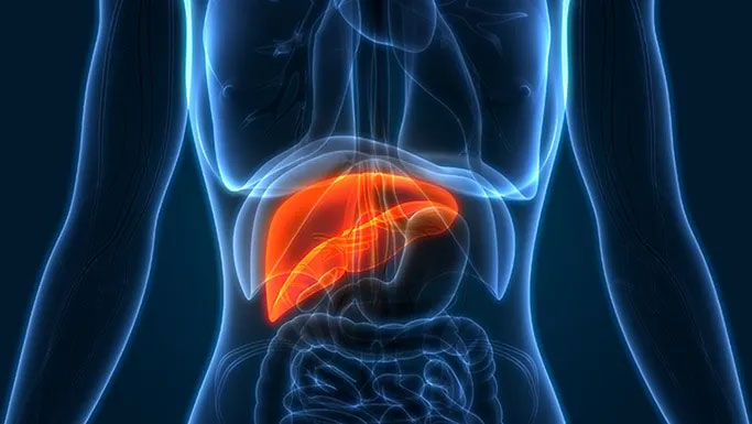 New discovery: The age of most people's liver is only... 3 years old Picture 1