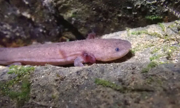 New genetically pure species of giant salamander discovered in China Picture 1