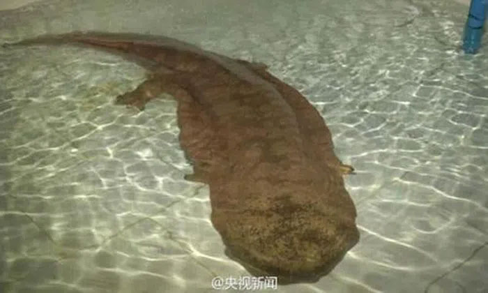 New genetically pure species of giant salamander discovered in China