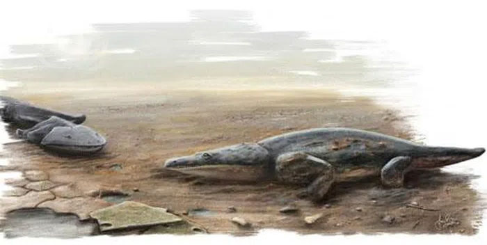 New genetically pure species of giant salamander discovered in China Picture 3