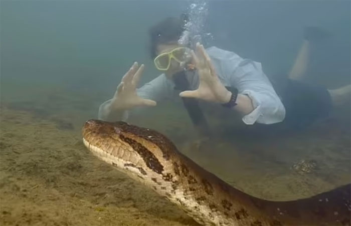 Picture 1 of New giant python video discovered at Amazon