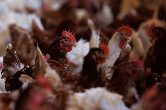 Picture 1 of New pandemic risk from avian influenza virus