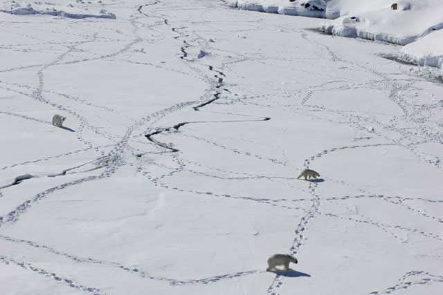 New polar bear population discovered in Greenland Picture 4