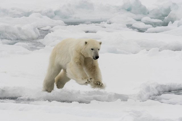 New polar bear population discovered in Greenland Picture 5
