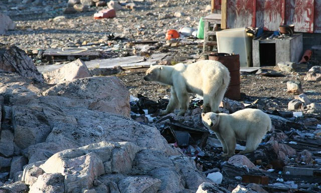 New polar bear population discovered in Greenland Picture 6