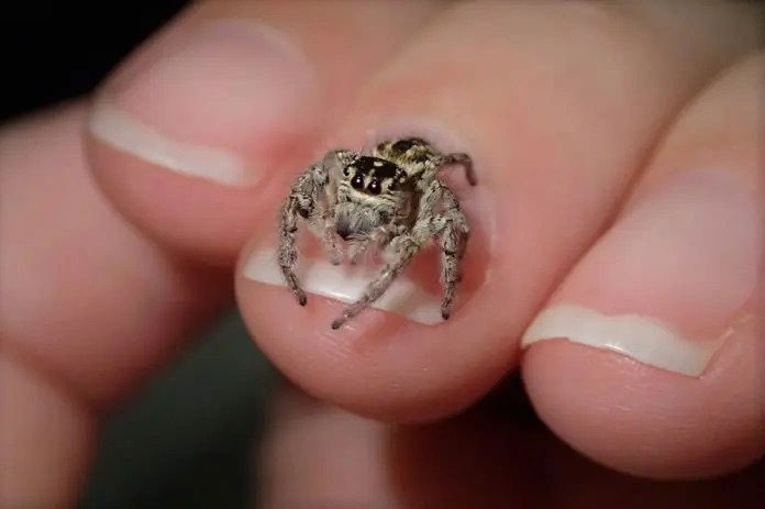 Picture 2 of New research reveals the mystery of jumping spiders' dreams