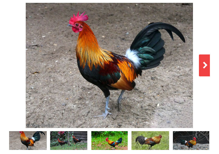 Picture 2 of New research shows that wild chickens were domesticated from the rice granaries of Southeast Asia