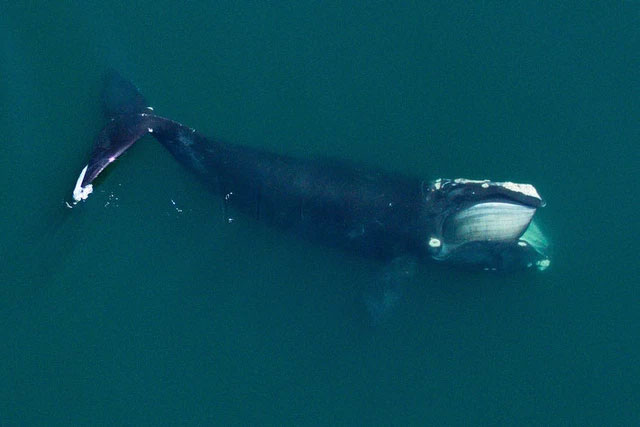 Picture 1 of New research shows the ocean needs more whale poop, the more the better