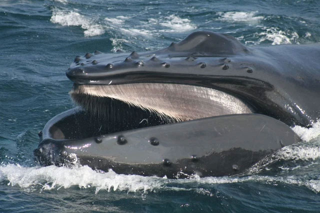 Picture 2 of New research shows the ocean needs more whale poop, the more the better