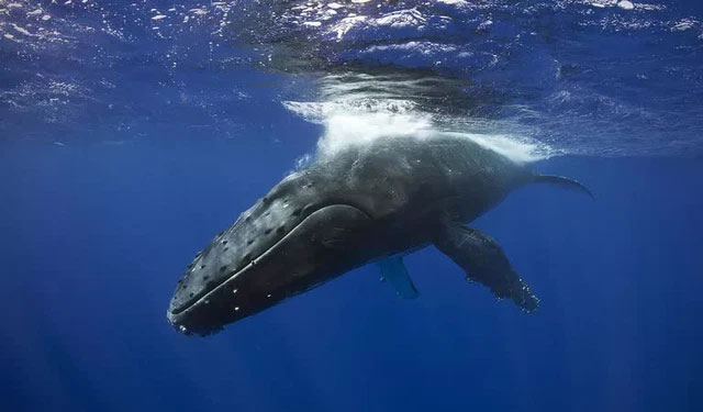 Picture 4 of New research shows the ocean needs more whale poop, the more the better