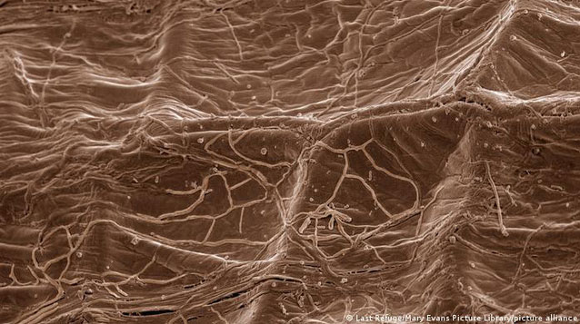 Picture 1 of New research: Trees also have 'www' networks to communicate