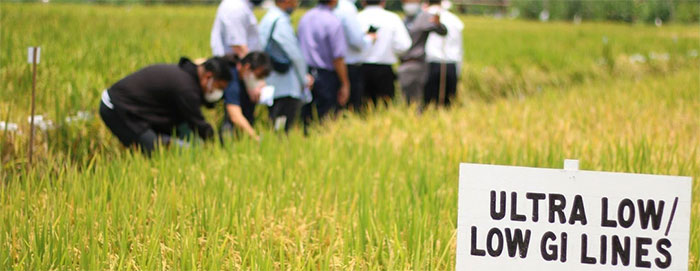 Picture 2 of New rice variety that helps reduce diabetes will be grown commercially in 2025