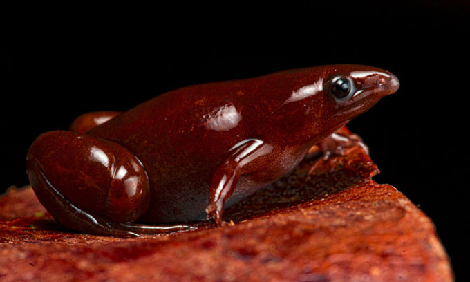 Picture 1 of New species of frog discovered with nose like tapir, skin like chocolate