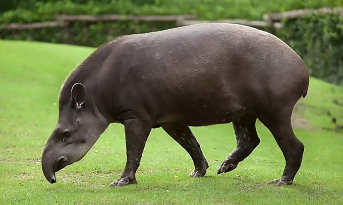 Picture 2 of New species of frog discovered with nose like tapir, skin like chocolate
