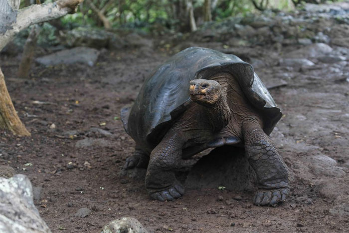 Picture 1 of New species of giant tortoise discovered in the Galapagos Islands