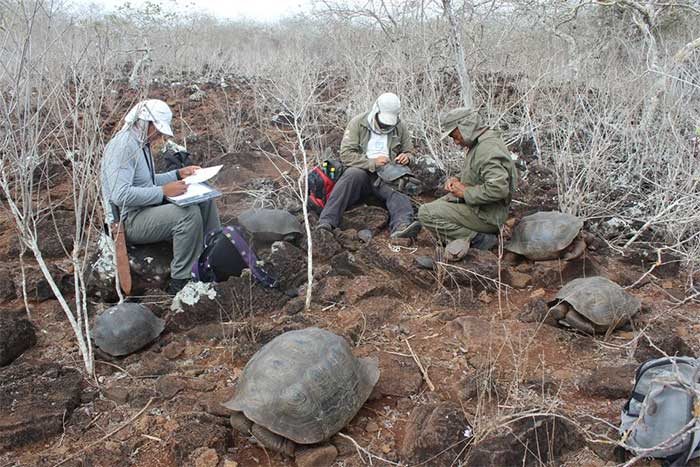 Picture 2 of New species of giant tortoise discovered in the Galapagos Islands