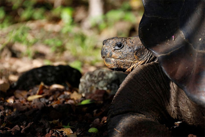 Picture 3 of New species of giant tortoise discovered in the Galapagos Islands