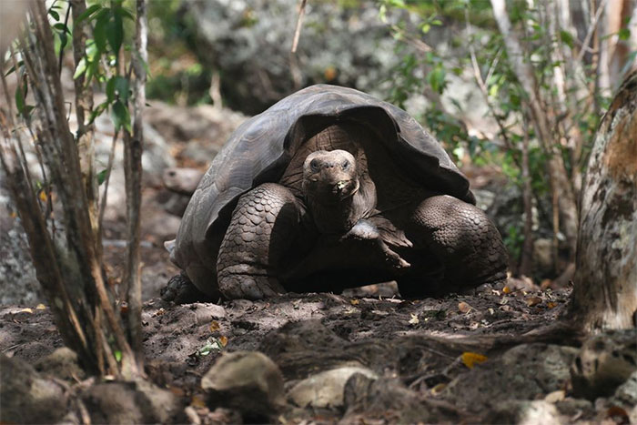 Picture 4 of New species of giant tortoise discovered in the Galapagos Islands