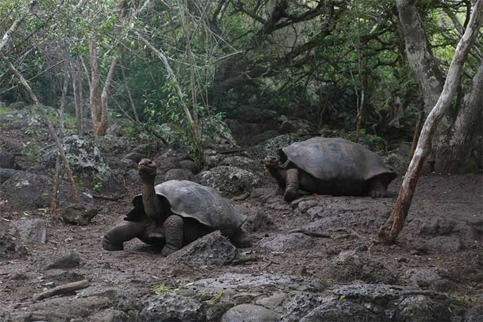 Picture 5 of New species of giant tortoise discovered in the Galapagos Islands