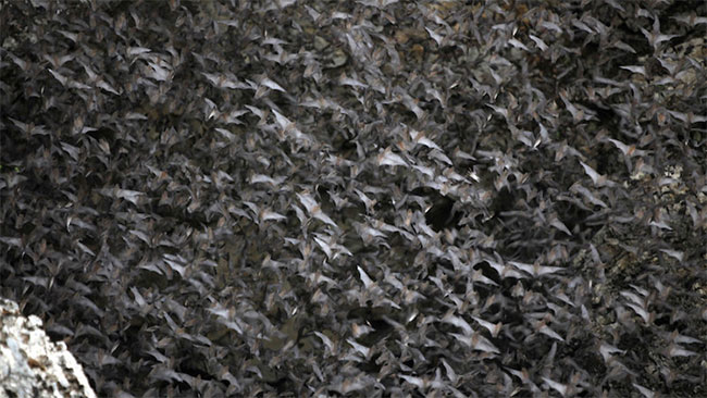 New strain of coronavirus discovered in bat droppings in Japanese cave Picture 1
