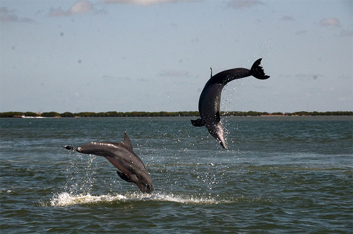 Picture 2 of New study shows: Dolphins find each other through urine