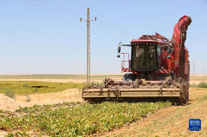 New technology helps Egypt grow sugar beets in the desert Picture 1