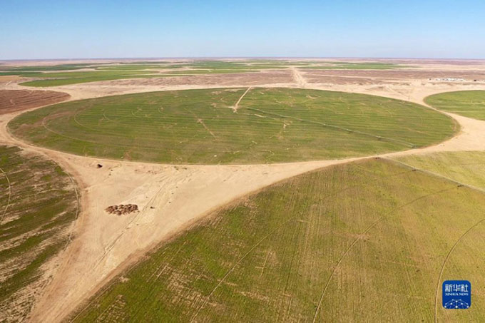 New technology helps Egypt grow sugar beets in the desert Picture 2