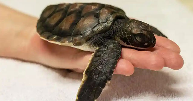 Newly rescued baby turtle in Sydney took 6 days to poop all the plastic it ate Picture 1