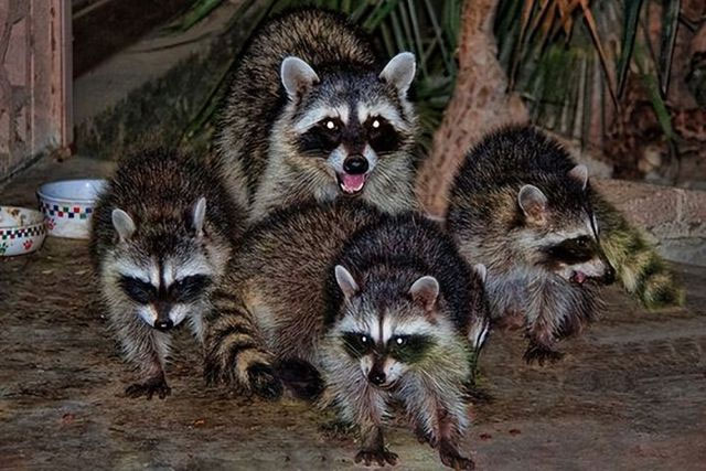 Picture 3 of North American pandas and animals can also develop 'revenge' intentions