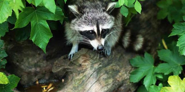 Picture 4 of North American pandas and animals can also develop 'revenge' intentions