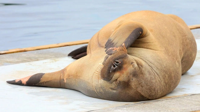 Picture 1 of Norway euthanized the walrus Freya after it was too much of a nuisance.