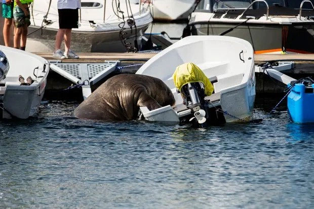 Norwegian sea elephant climbs on yacht to sleep Picture 1