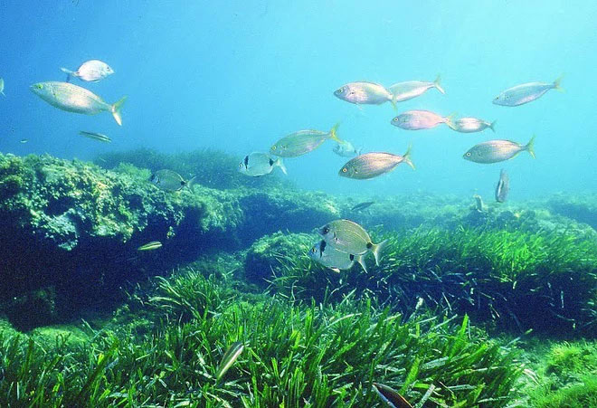 Picture 3 of Not Amazon, Earth also has a larger lung in the ocean but few people know it