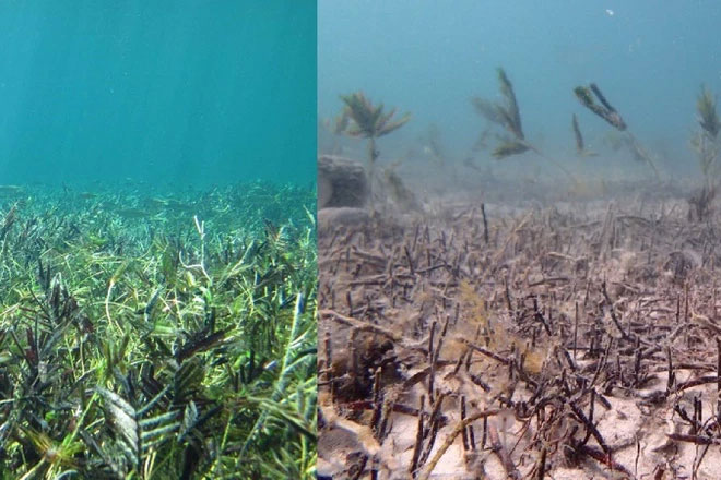 Picture 4 of Not Amazon, Earth also has a larger lung in the ocean but few people know it