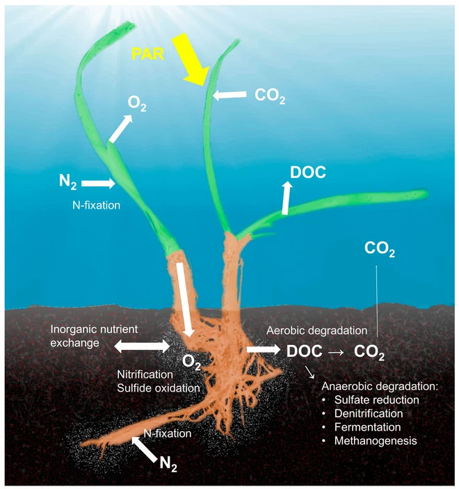 Picture 5 of Not Amazon, Earth also has a larger lung in the ocean but few people know it