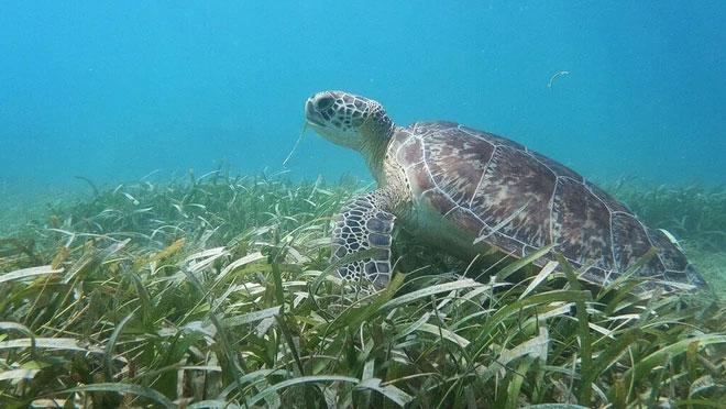 Picture 7 of Not Amazon, Earth also has a larger lung in the ocean but few people know it
