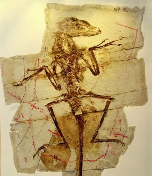 Picture 2 of Not the T-Rex with the 'death bite', this is the prehistoric champion predator