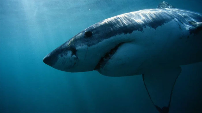 Picture 1 of 'Ocean killer' weighing nearly half a ton was discovered while migrating