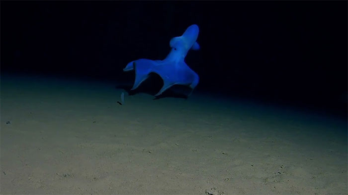 Octopus jumps on the seabed 4,800m deep Picture 1