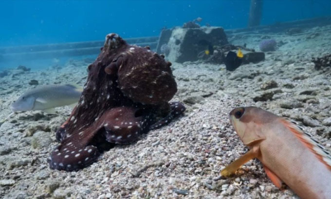 Picture 1 of Octopuses cooperate with fish to hunt