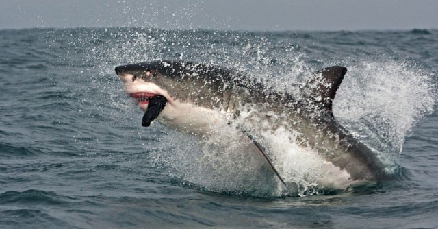 Of the seven species of death sharks, the great white shark attacks humans the most Picture 1