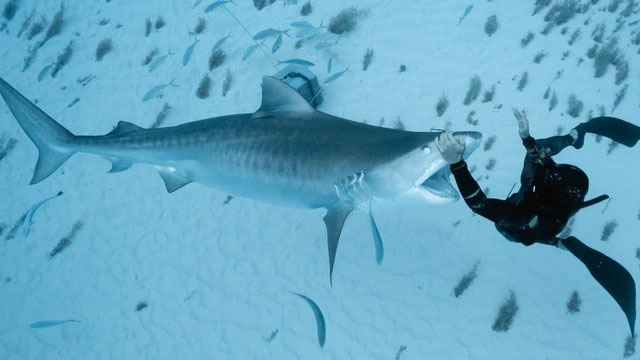 Of the seven species of death sharks, the great white shark attacks humans the most Picture 2