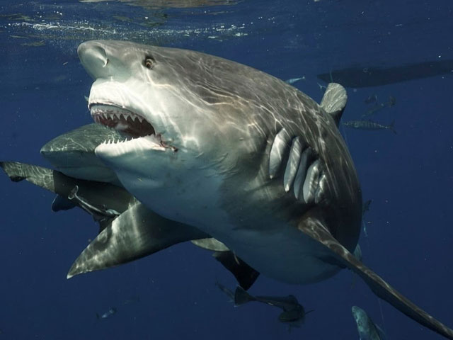 Of the seven species of death sharks, the great white shark attacks humans the most Picture 3