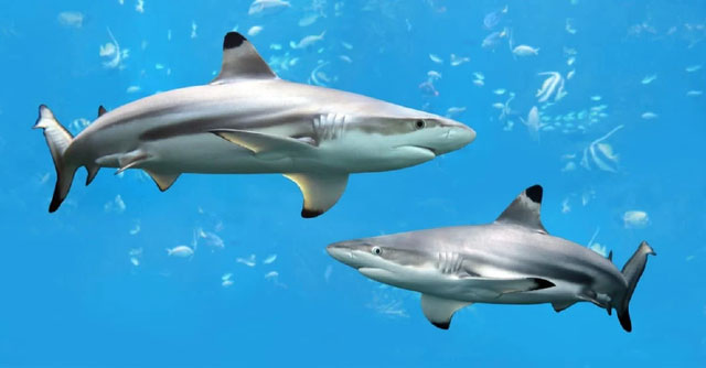Of the seven species of death sharks, the great white shark attacks humans the most Picture 4